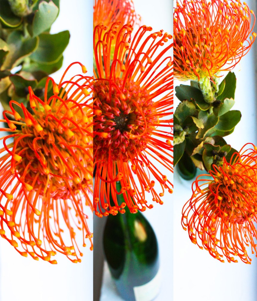 crazy FLOWER orange flower