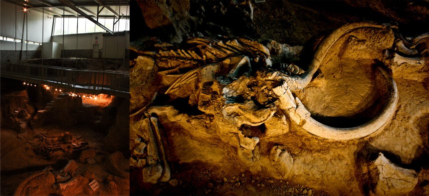 Columbian mammoth bones in Texas