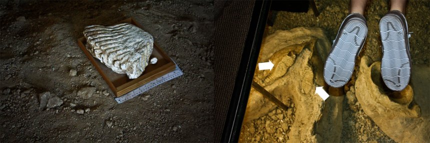 mammoth teeth and Nike soles