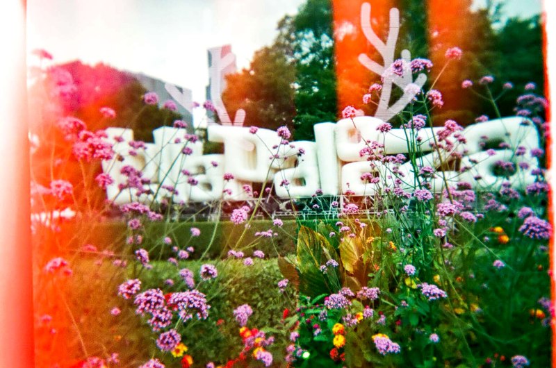 for the hate of lolla / for the love of nike