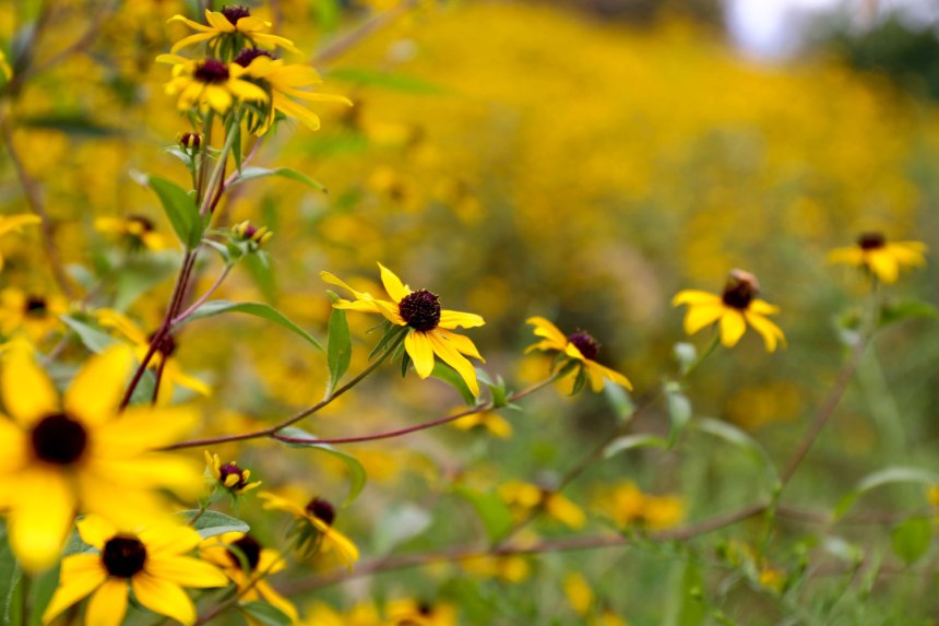 Chicago Air and Water Show 2015 / for the love of nike