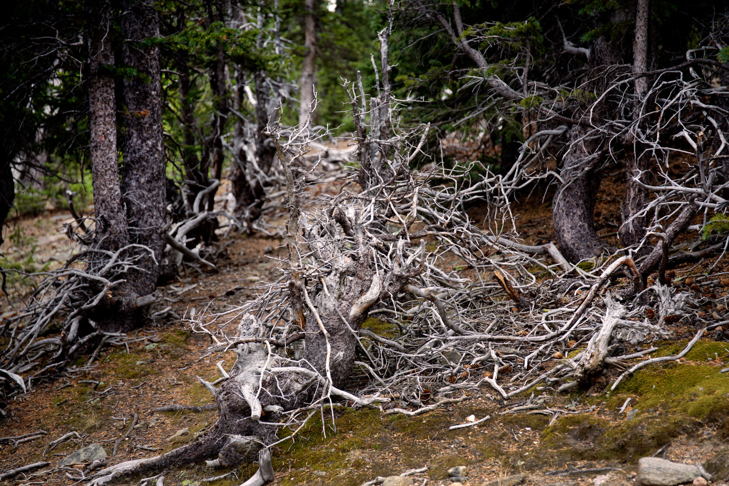 Chief Mountain / for the love of nike