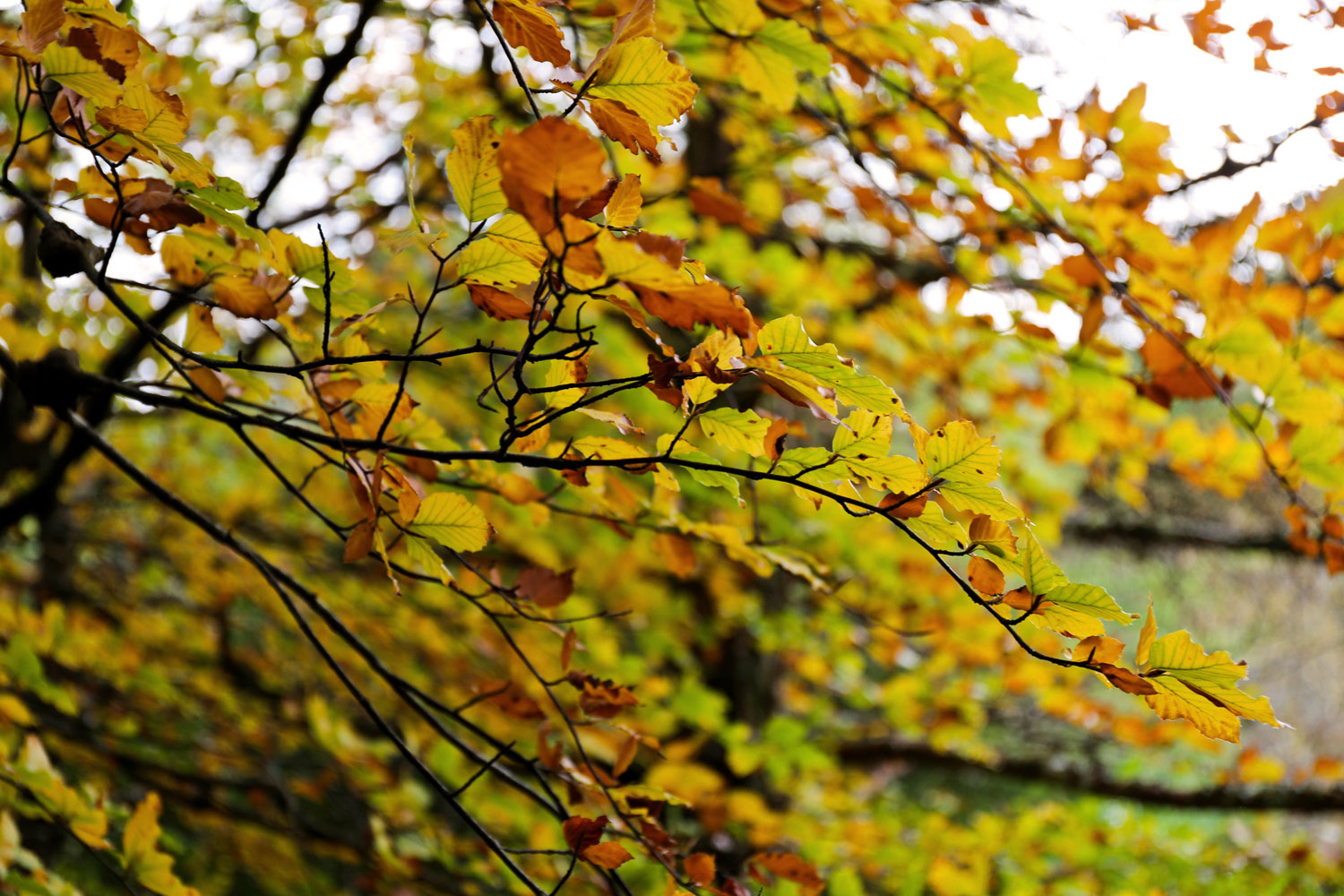 Killarney, Ireland / for the love of nike