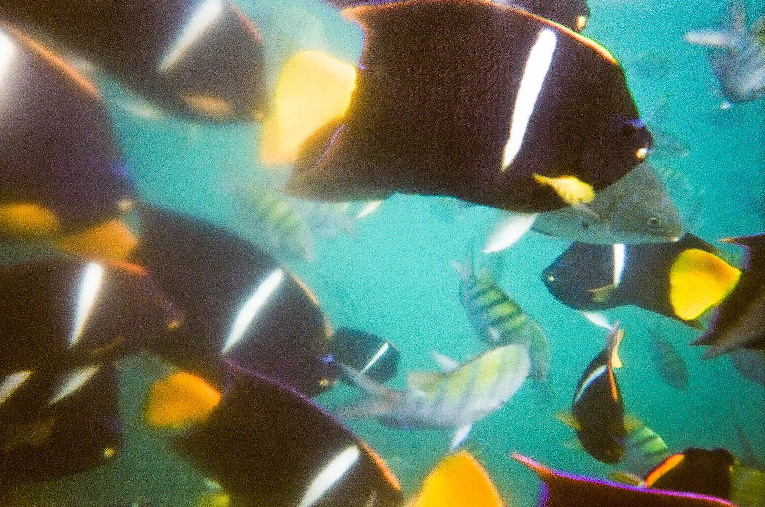 Puerto Vallarta / for the love of nike