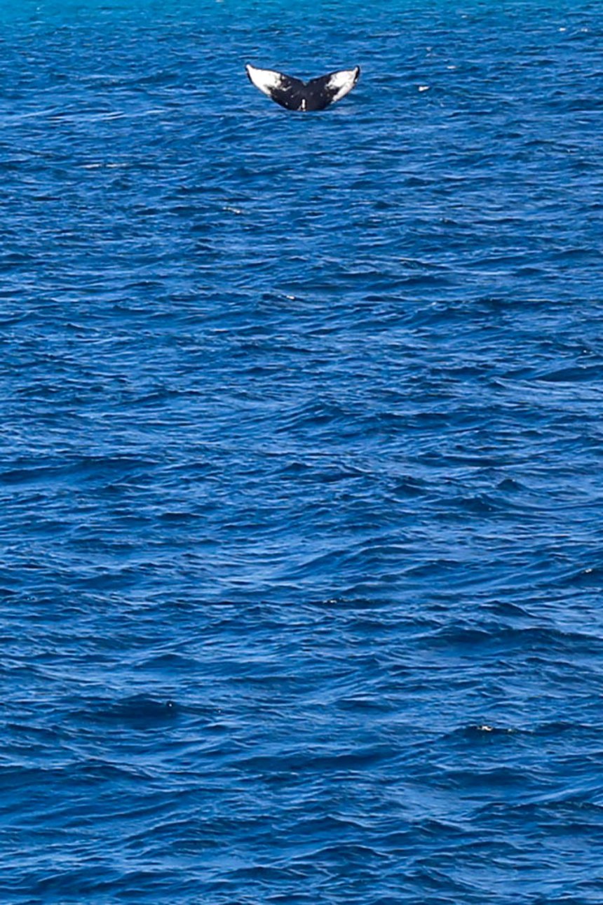 Honolulu, Hawaii / for the love of nike