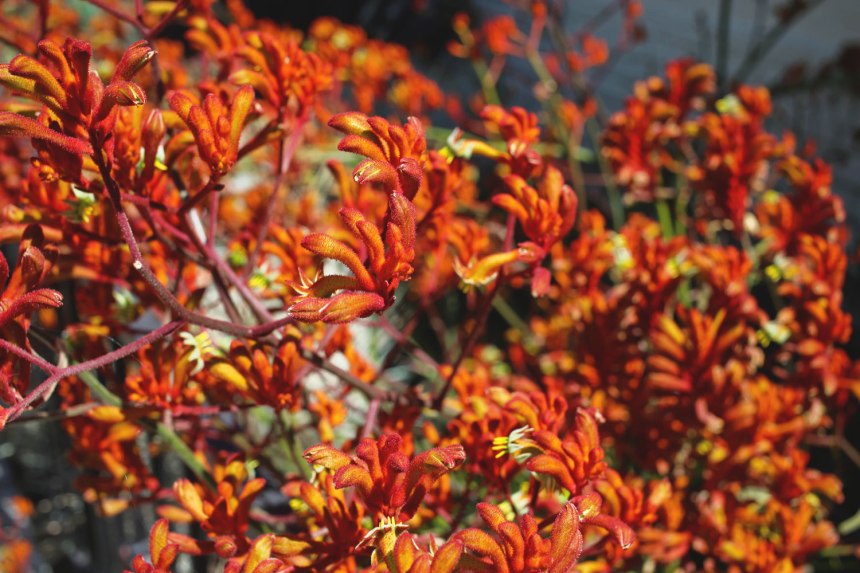 Oakland, CA / for the love of nike