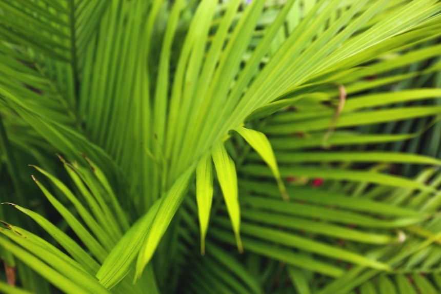 Chicago Air and Water Show / for the love of nike