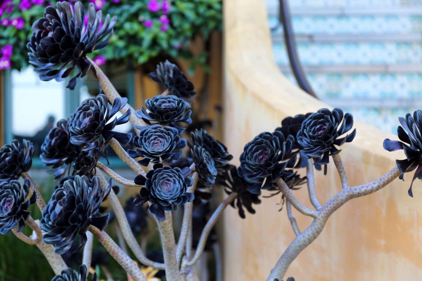 Sneakers in San Francisco / for the love of nike