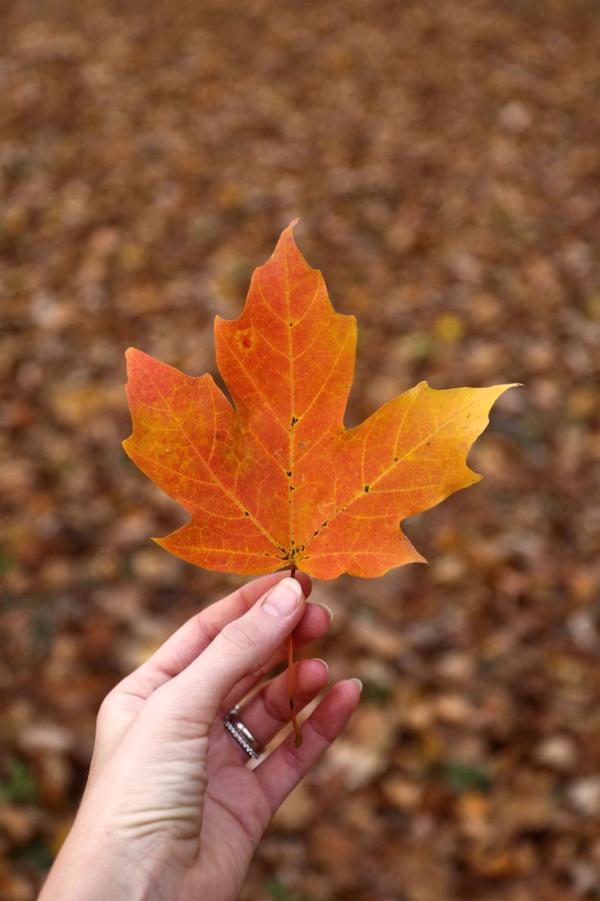 Happy Thanksgiving / for the love of nike