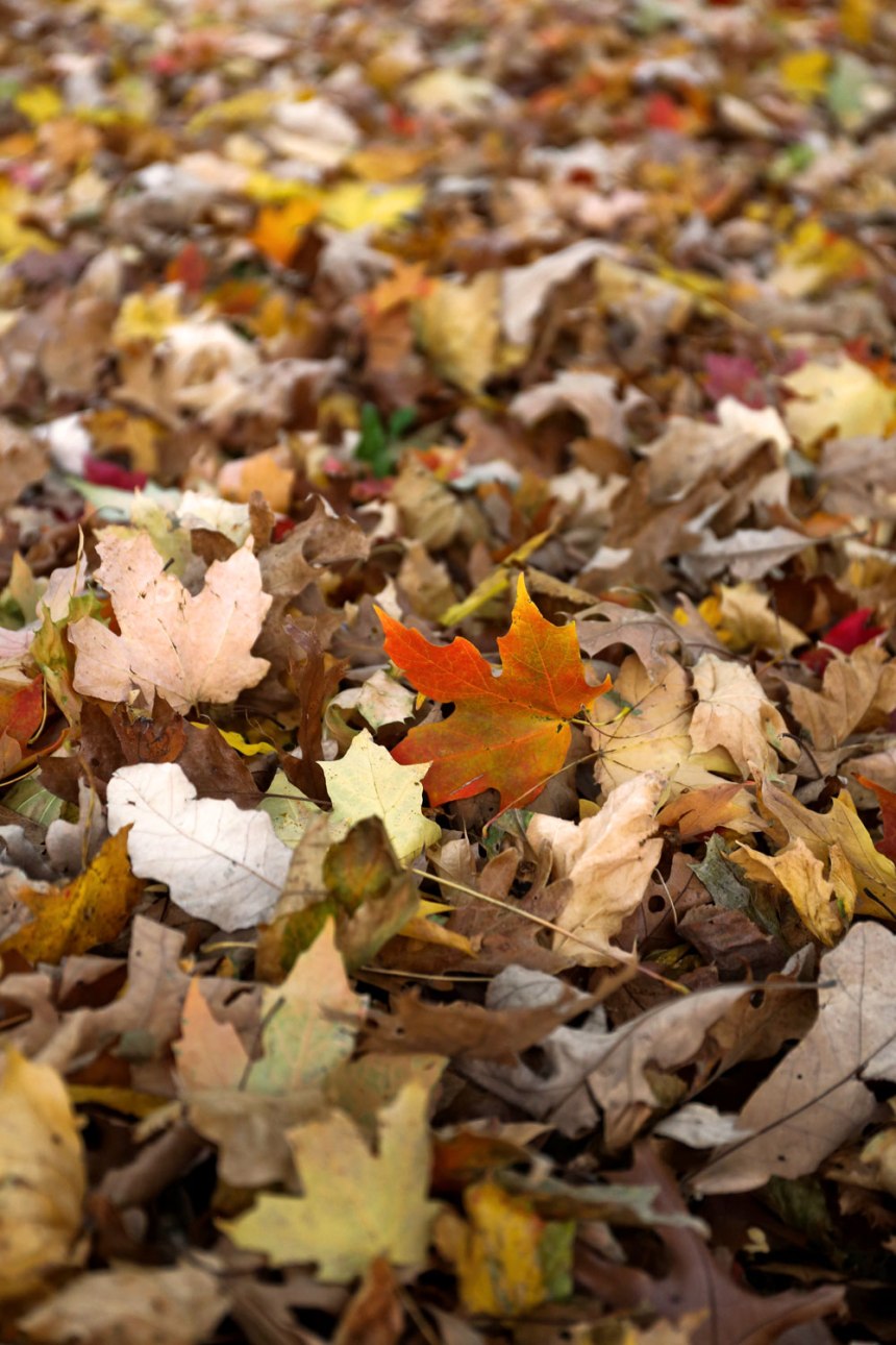 Happy Thanksgiving / for the love of nike