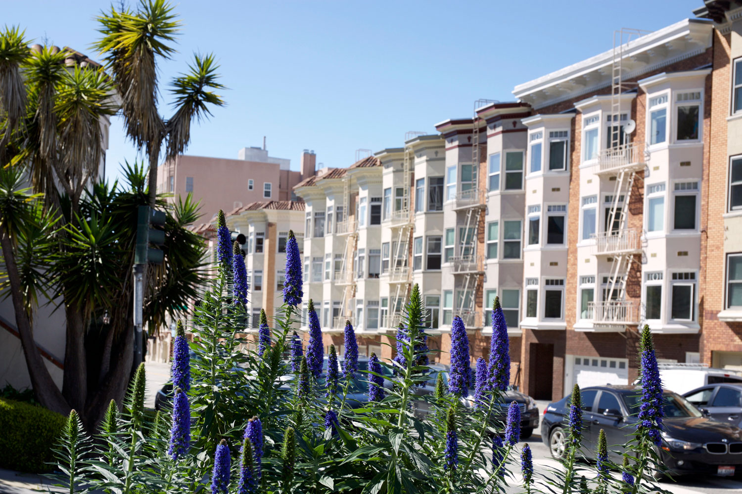 California Dreamin' / for the love of nike