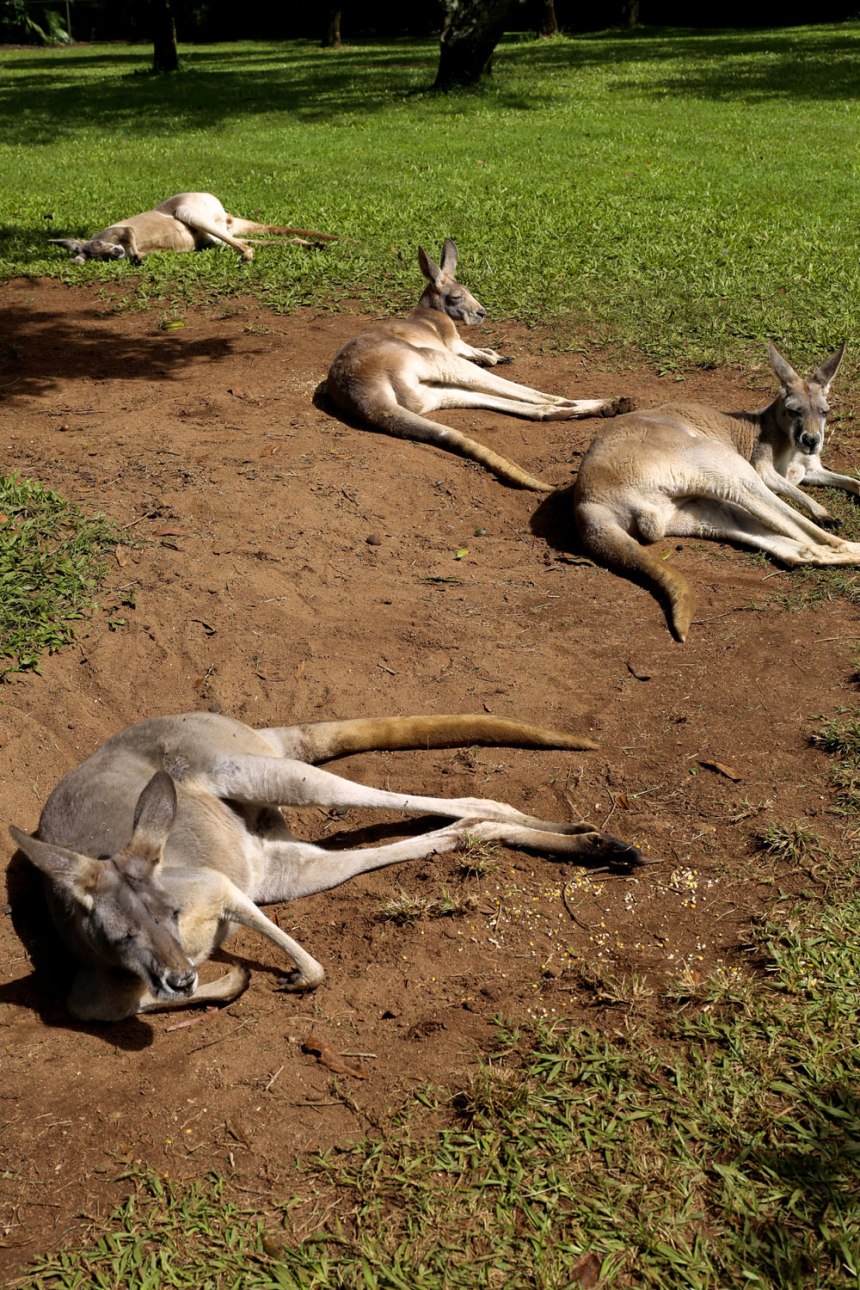 The Australia Zoo / for the love of nike