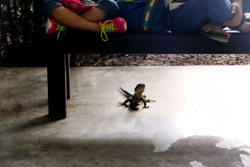 The Australia Zoo / for the love of nike