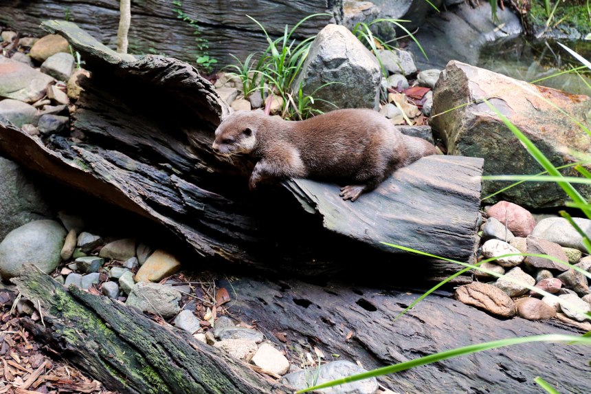 The Australia Zoo / for the love of nike