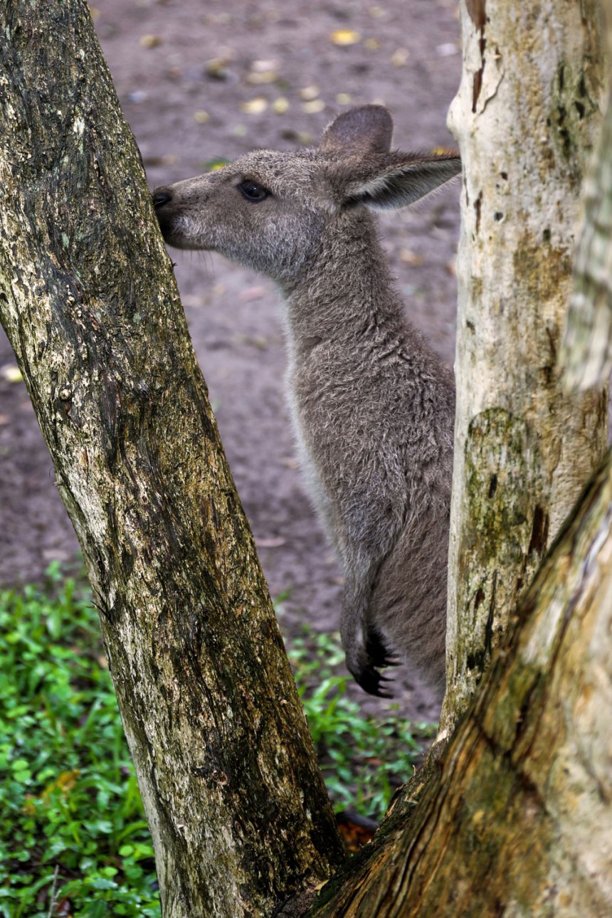 The Australia Zoo / for the love of nike