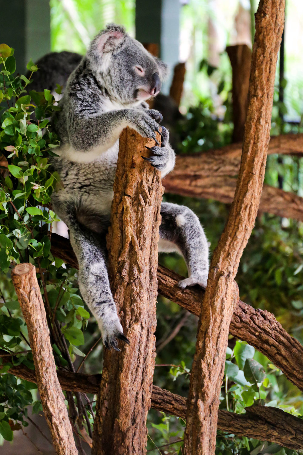 The Australia Zoo / for the love of nike