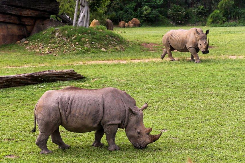 The Australia Zoo / for the love of nike
