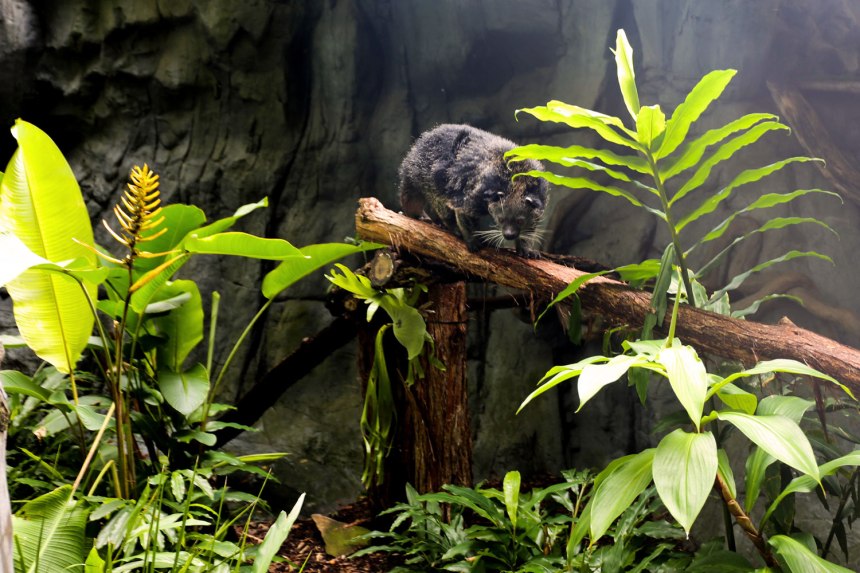 The Australia Zoo / for the love of nike