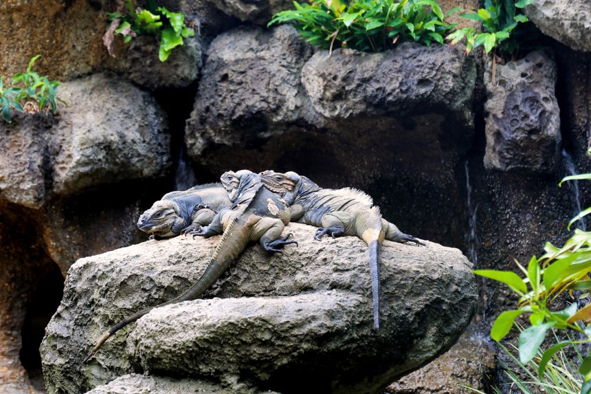 The Australia Zoo / for the love of nike