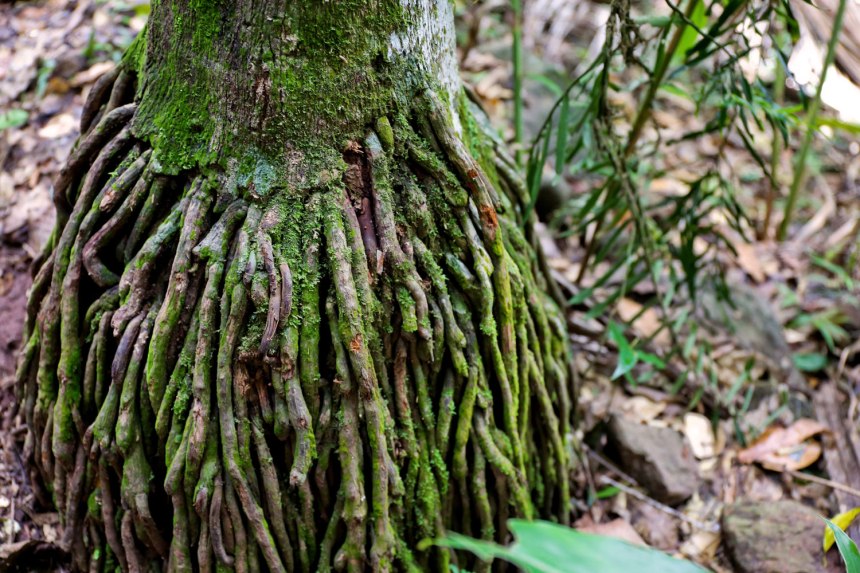 Maleny, Australia / for the love of nike