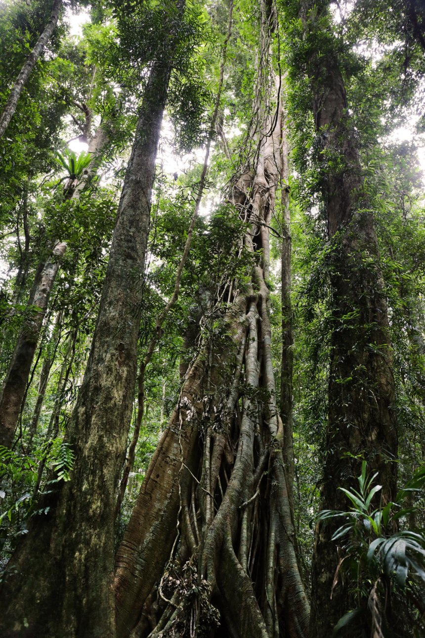 Maleny, Australia / for the love of nike
