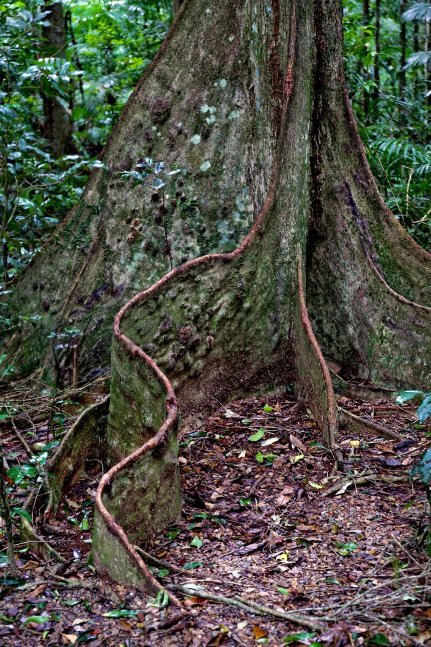 Maleny, Australia / for the love of nike