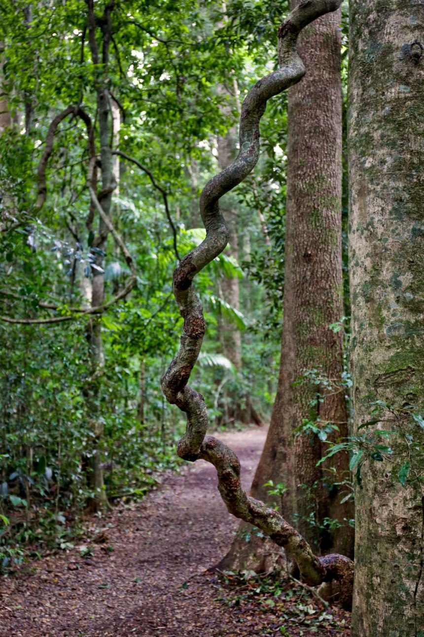 Maleny, Australia / for the love of nike