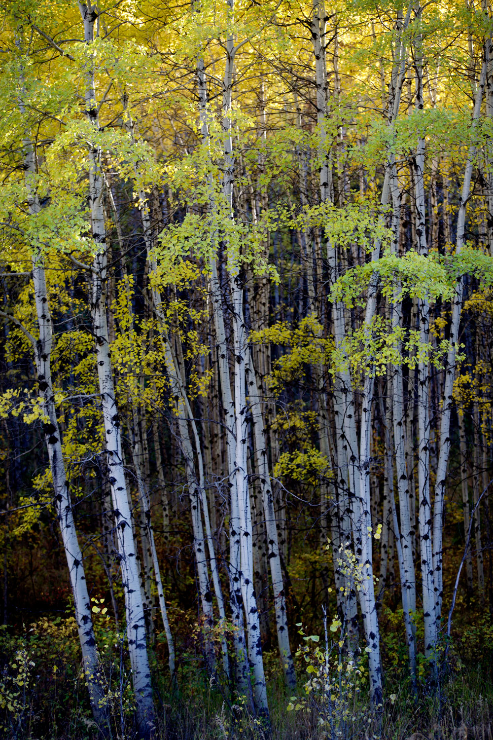 Nikes in Montana / for the love of nike