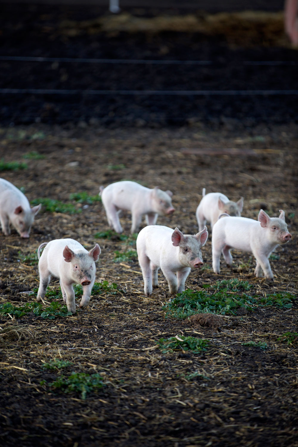 Nikes in Montana / for the love of nike