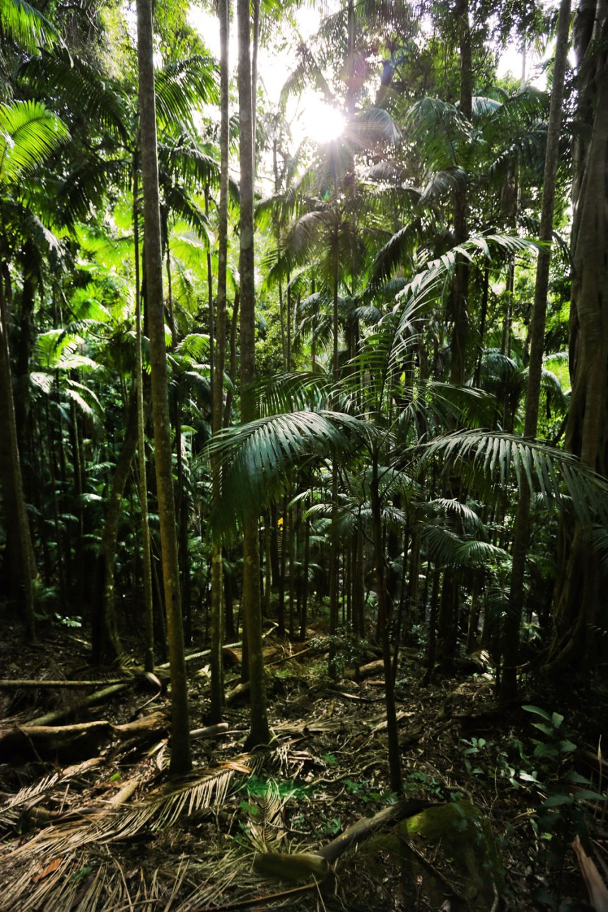 Nikes in Tamborine, Australia / for the love of nike