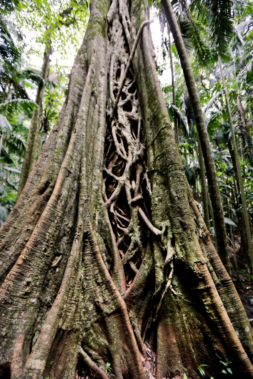 Nikes in Tamborine, Australia / for the love of nike