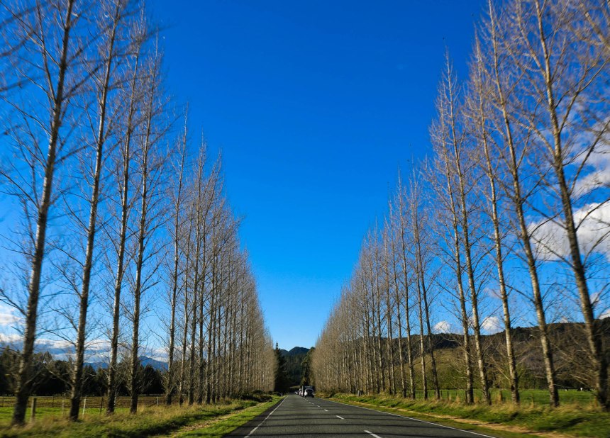 North Island, New Zealand / for the love of nike