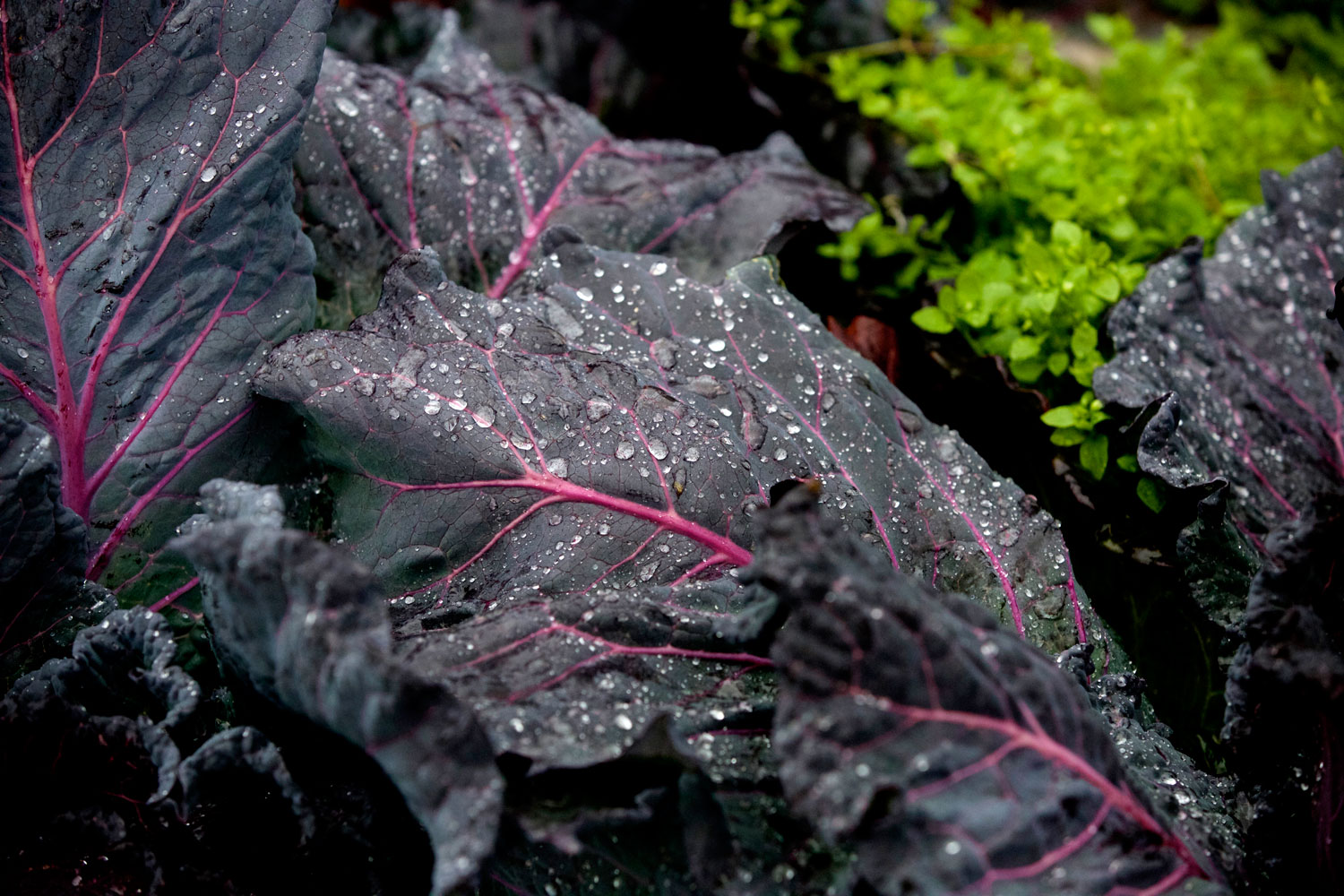 2+ Weeks in California / for the love of nike