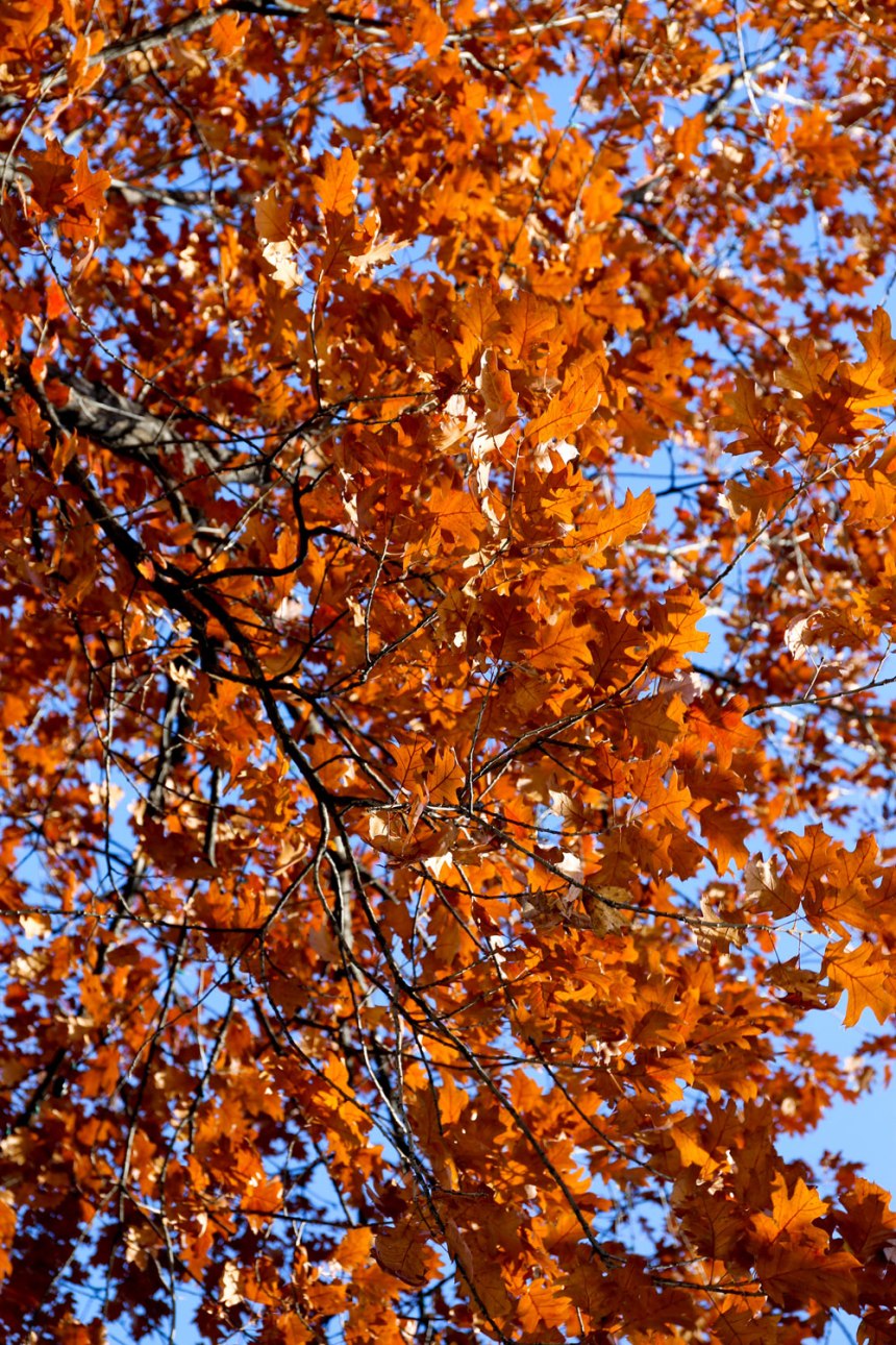 Exploring Omaha, Nebraska / for the love of nike