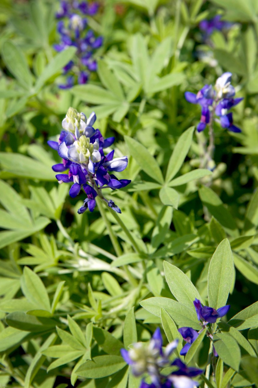 Exploring Dallas / for the love of nike