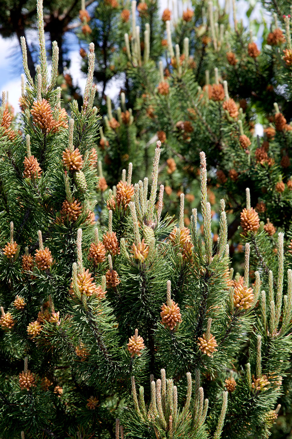 for the love of nike in Seattle