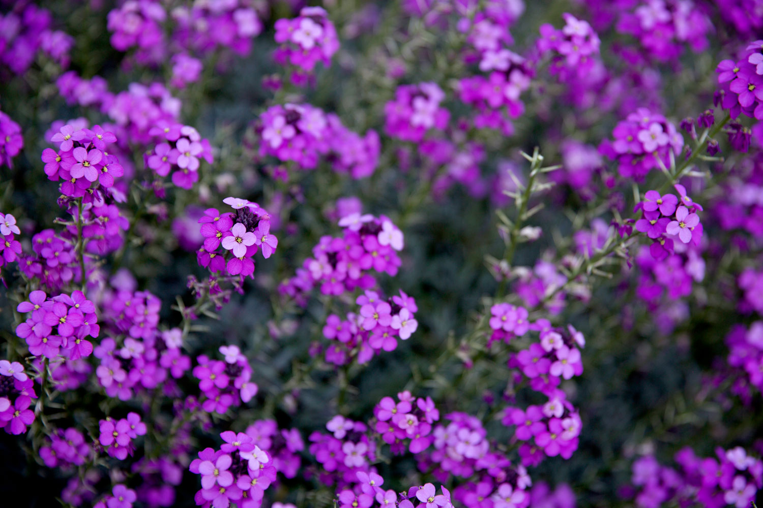 for the love of nike in Seattle