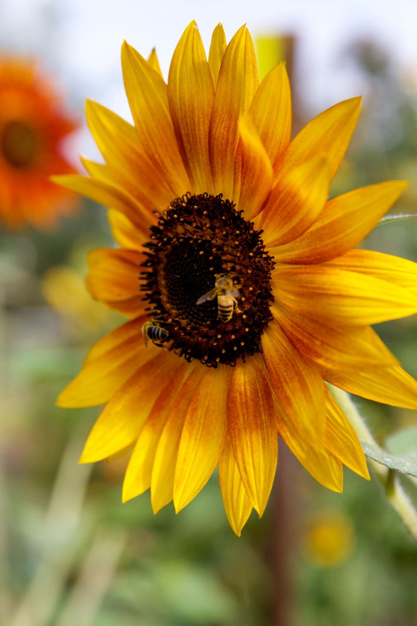 Mission San Juan Capistrano / for the love of nike