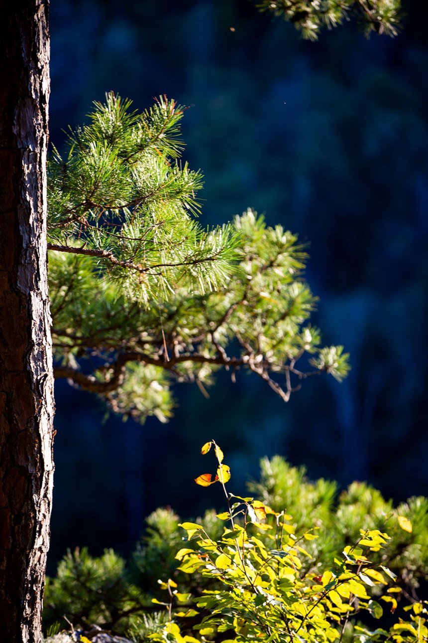 Fall Adventures / Whitaker Point / for the love of nike
