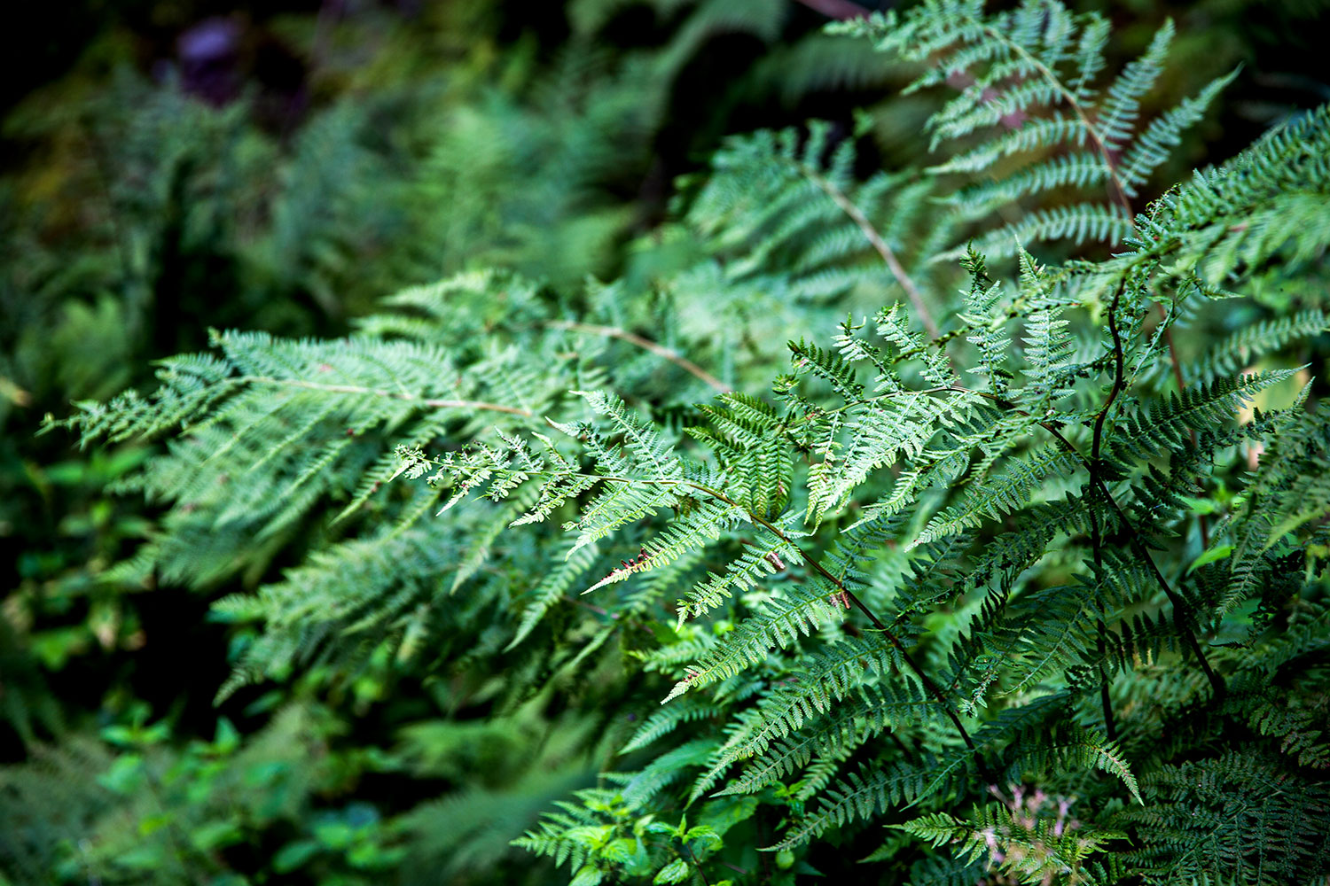 Hiking Trolltunga / for the love of nike