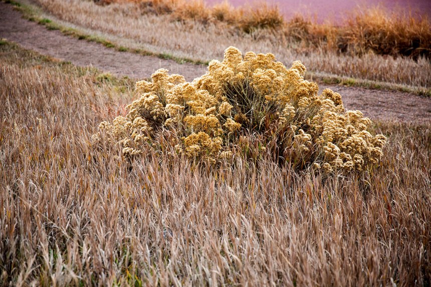 South Valley Park Trail / for the love of nike