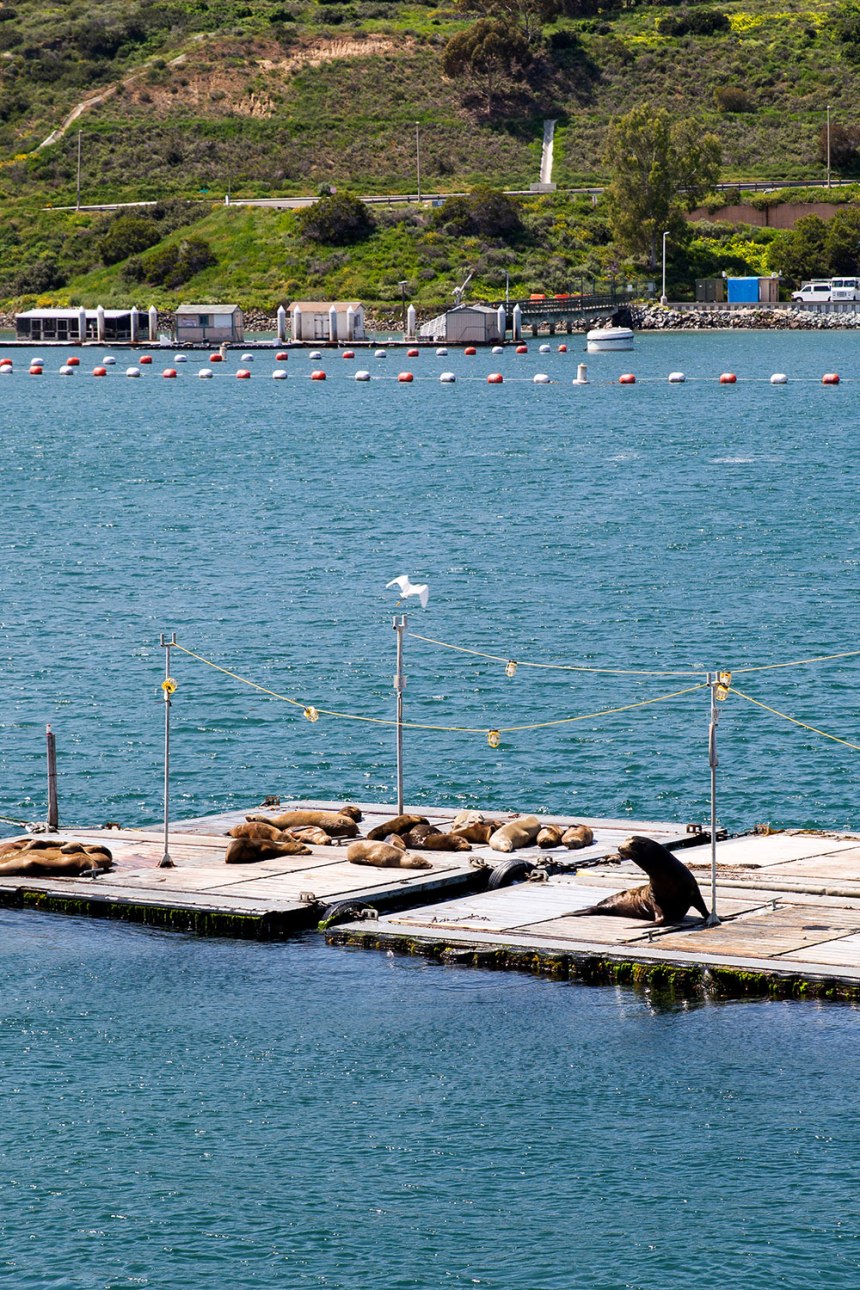 Exploring San Diego / for the love of nike