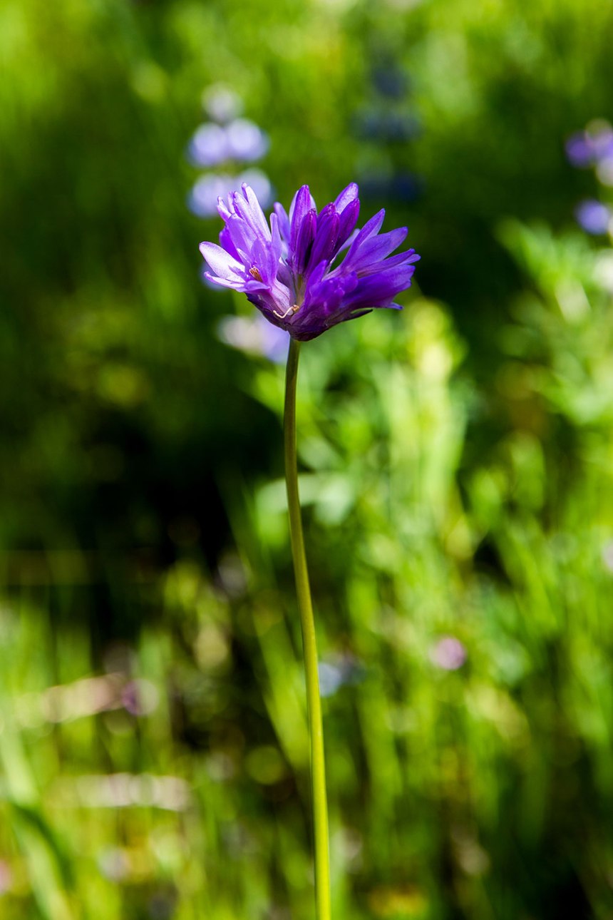 Sunol, California / for the love of nike