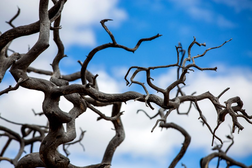 The Grand Canyon / for the love of nike