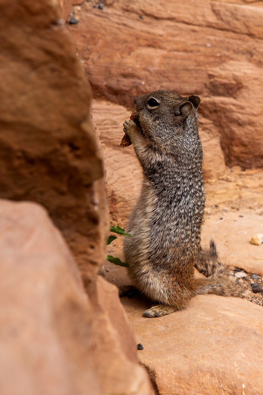 The Grand Canyon / for the love of nike