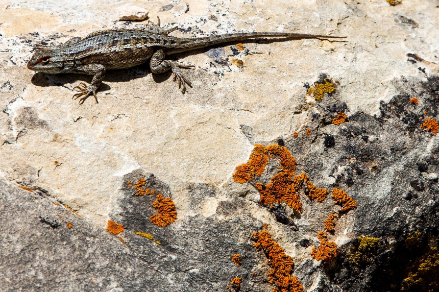 The Grand Canyon / for the love of nike