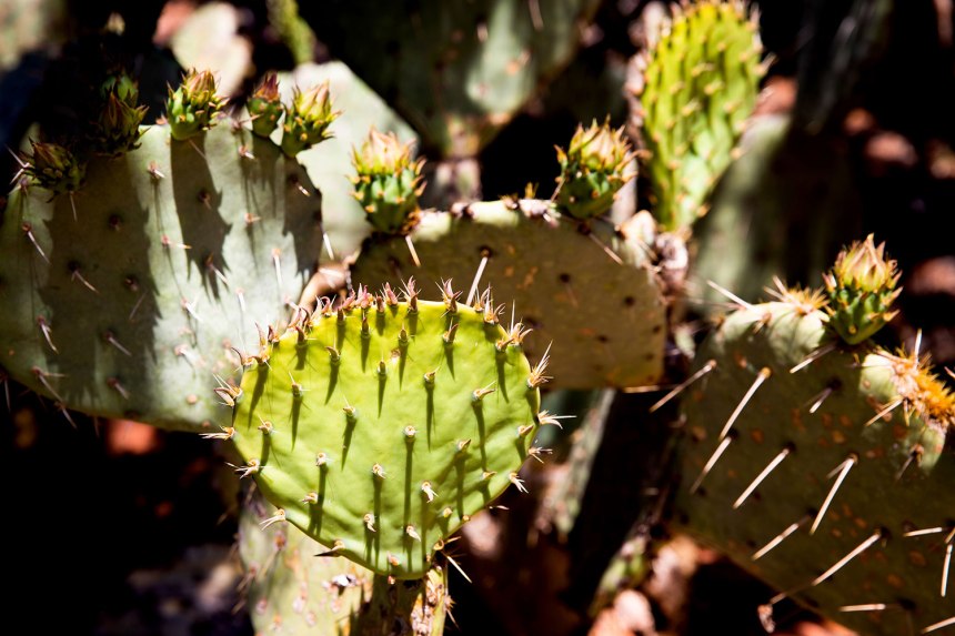 Hiking Sedona / for the love of nike