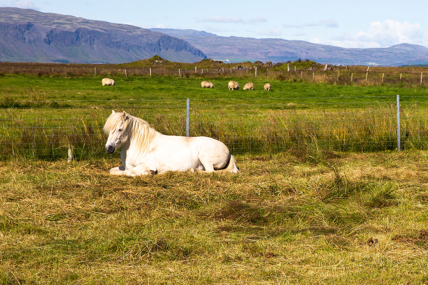 Selfoss, Iceland / for the love of nike / Jennifer Martinez Conway