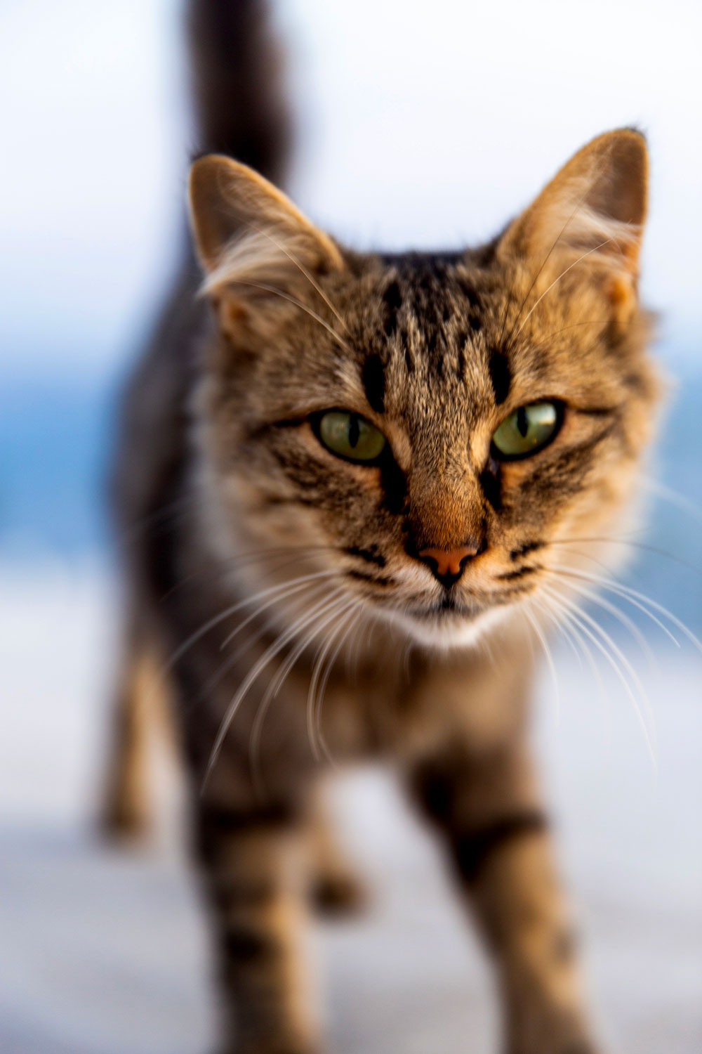 Oia, Santorini / for the love of nike