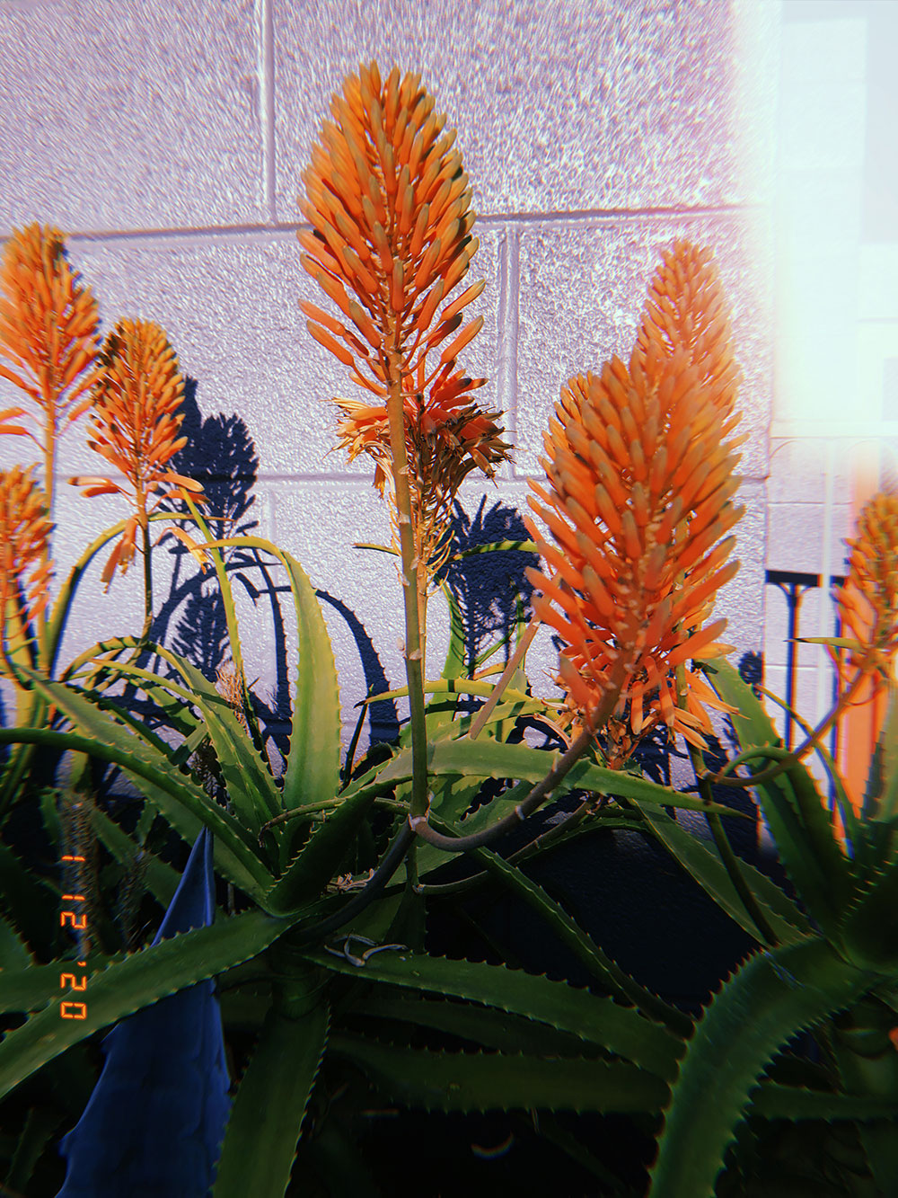 Exploring Santa Monica / for the love of nike